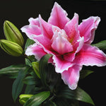 3 Double Pink Lily Bulbs for Planting, Lilies Flowers Bulbs for Gardening, Large Bulb