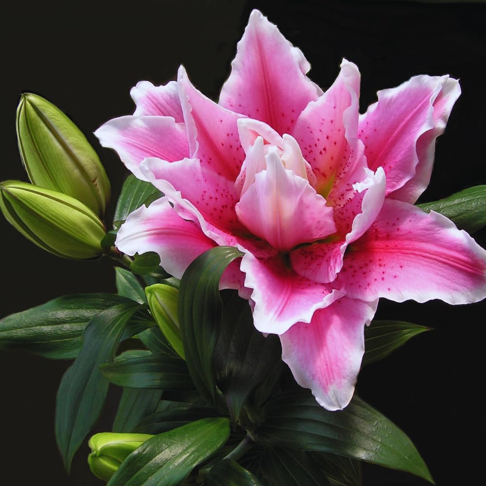 3 Double Pink Lily Bulbs for Planting, Lilies Flowers Bulbs for Gardening, Large Bulb