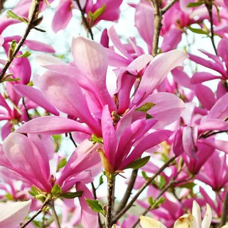 Ann Magnolia Tree, Dormant Magnolia Flowering Shrub Bush in 2.5'' Pot, Well Rooted Magnolia to Grow in Container, Garden