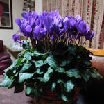 2 Purple Cyclamen Plants Live in 4" Pot, Already Bloom in Vibrant Color, Easy to Care for Indoor or Garden Flowering Houseplant