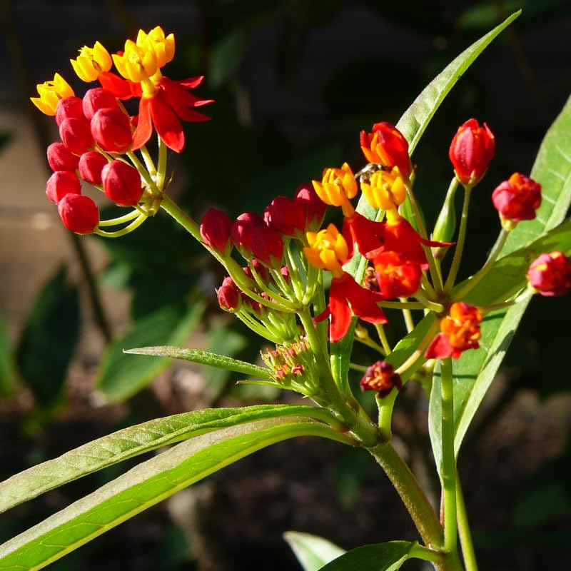 3 Deep Red Milkweed Plant Live, Asclepias Tuberosa Butterfly Bush, 4-8"