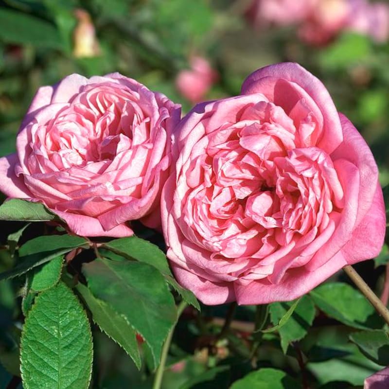 Rose Plant Live for Planting, Bareroot 6-10 Inch Tall, Climbing Vine Bush Shrub for Flowering (Cant Pink Rose)