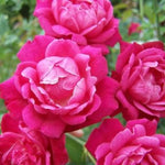 Rose Bushes Ready to Plant Outdoor, Bareroot 5-9 Inch Tall, Fragrant Rose Flower (Double Red Rose)