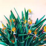 Sets 2 Orange Bird of Paradise Plants Live, Striking Blue Orange Blooms, 5 to 9 Inc Tall, No Pot, Tropical Houseplant, Exotic and Vibrant Color