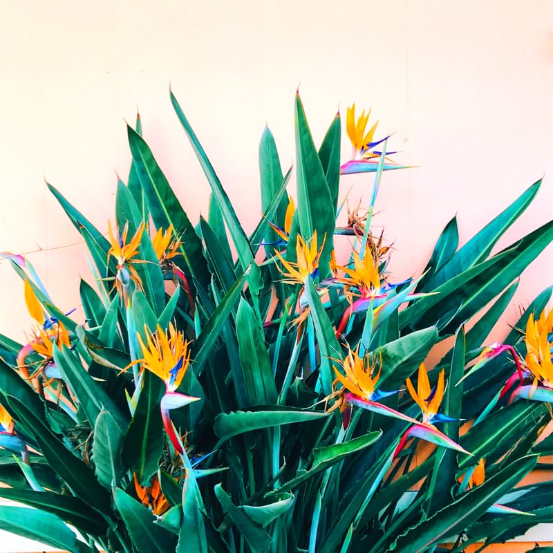 Sets 2 Orange Bird of Paradise Plants Live, Striking Blue Orange Blooms, 5 to 9 Inc Tall, No Pot, Tropical Houseplant, Exotic and Vibrant Color