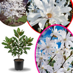 Star Magnolia Tree Live Plant in 2.5 Inches in Pot, Starter Plant, Fragrant Perennial Ornamental Plants Shrub for Outdoor Garden