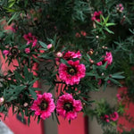 2 Pink Tea Flower Plant Live 4-8 Inches, Fragrant Tea Tree Live Plant for Patio, Garden and Container Growing