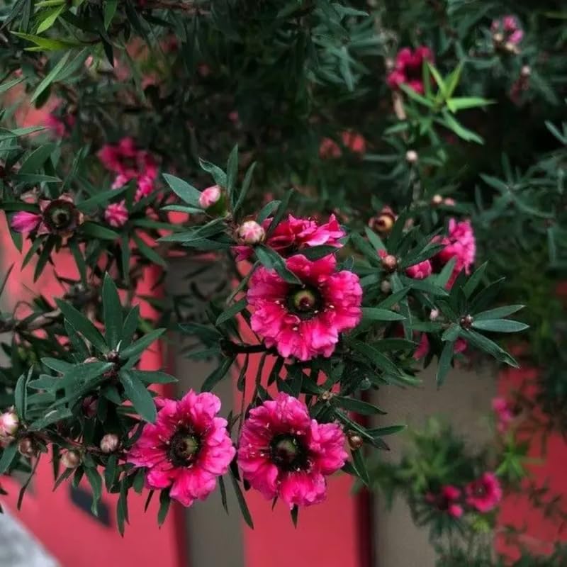 2 Pink Tea Flower Plant Live 4-8 Inches, Fragrant Tea Tree Live Plant for Patio, Garden and Container Growing