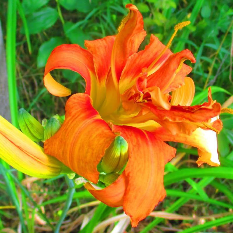 Set 10 Double Orange Daylily Bulbs for Planting, Hardy Perennial Lily Roots for Colorful Summer Blooms