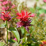 Red Bee Balm Live Plant, 2-5" Tall Monarda Flower Starters, Rooted in Soil, No Pot, Bee Balm Flower Plant Perennial, Outdoor Garden Herb, Easy to Grow