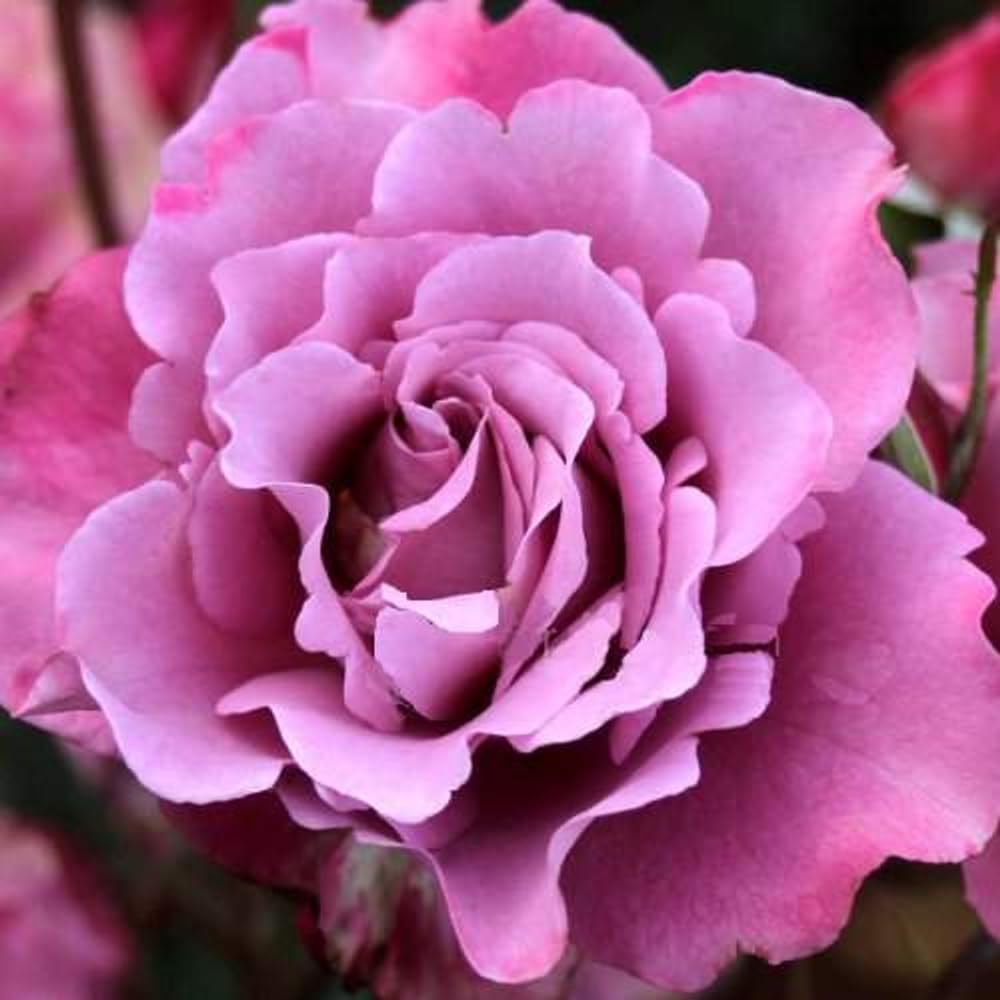 Rose Bush Live Plant, Hybrid Tea Rose Plant Live, 5-9 Inch Tall, Fragrant Flowers Tree, Well-Rooted 1 Year Old, No Pot (Purple Rose)
