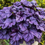 Set 2 Purple Heuchera Plants Live, Coral Bells Purple Heuchera Shrubs Bushes Live for Planting, Perennial Heuchera Live Plants, 3 to 6 Inc Tall