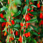 Goji Berry Plant Bush Live, Size 4-6", 5 Months Old for Planting, Goji Berry Ready to Plant, Goji Berries Tree Plant Live