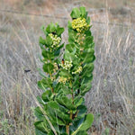 2 Broad Leaf Milkweed Plants Live, Tropical Butterfly Milkweed 4-8 Inches, Perennial Milkweeds Flowers Well Rooted Container or Outdoor Growing