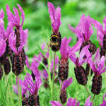 4 Fragrant Lavender Plants Live for Outside Planting, Perennial Bloom, Live Lavender Plants 5–9 Inches Tall with Fragrant Flowers for Spring Growing