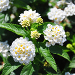Set 4 Trailing Lantana Plants Live for Planting, Fragrant Lantana Live Plant to Grow Indoor Outdoor, Lantana Flowers Perennial, 4-8" Tall (White Lantana)