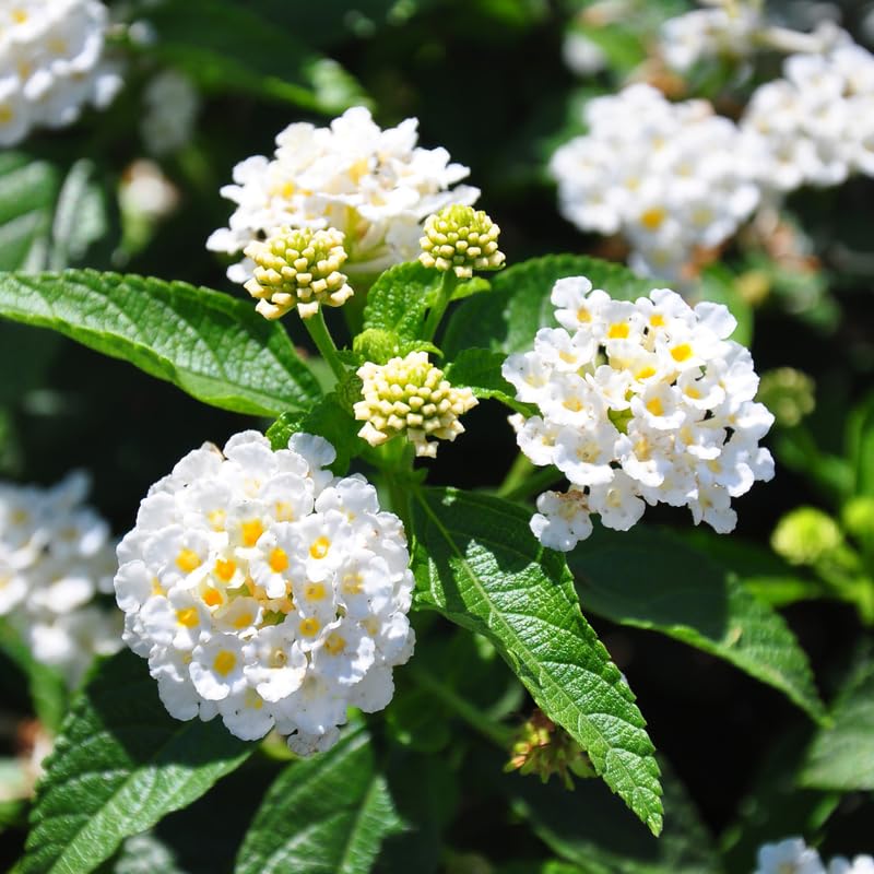 Set 4 Trailing Lantana Plants Live for Planting, Fragrant Lantana Live Plant to Grow Indoor Outdoor, Lantana Flowers Perennial, 4-8" Tall (White Lantana)