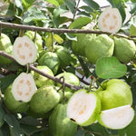 White Guava Tree Live Plant 1 Year Old Seedling, 6-10" Well Rooted, Ready to Bear Fruit Within 1-2 Years
