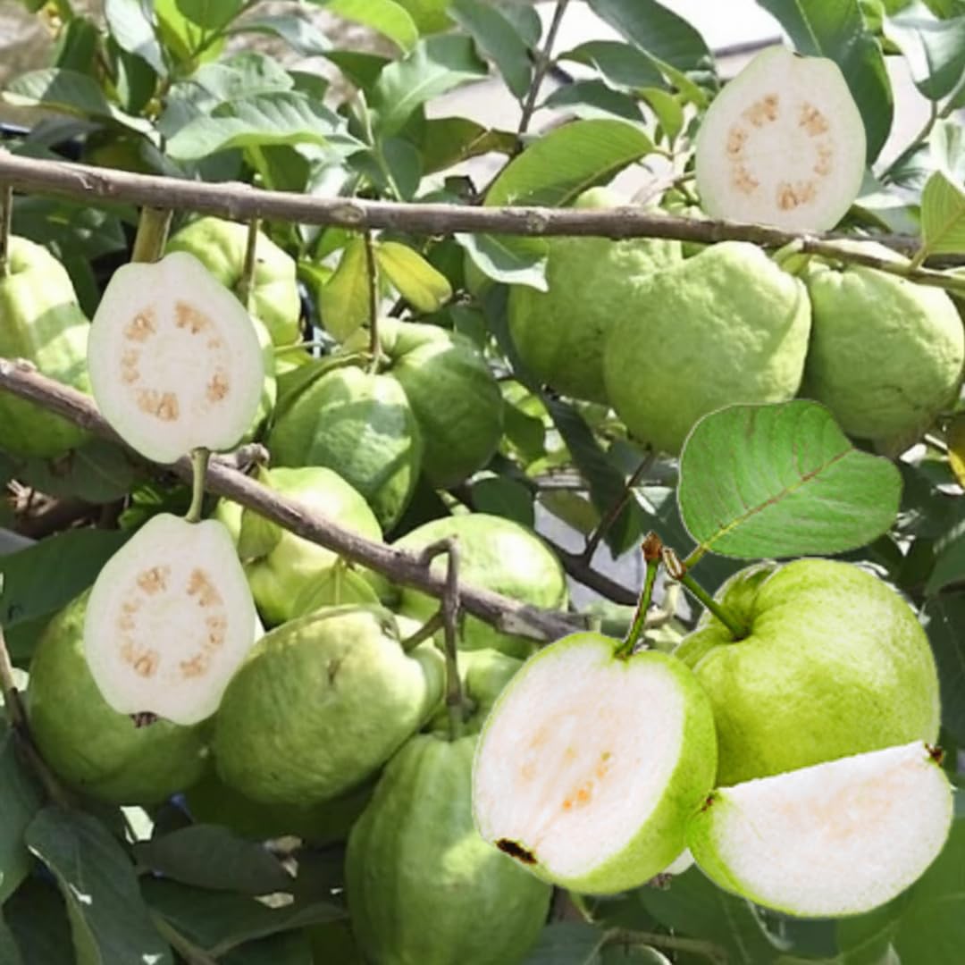 White Guava Tree Live Plant 1 Year Old Seedling, 6-10" Well Rooted, Ready to Bear Fruit Within 1-2 Years
