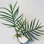 Variegated Philodendron Live Plant, Rare Indoor Houseplant Live Well Rooted 5-7 Inches, Container Growing, Home Office Decor (Tortum Philodendron)