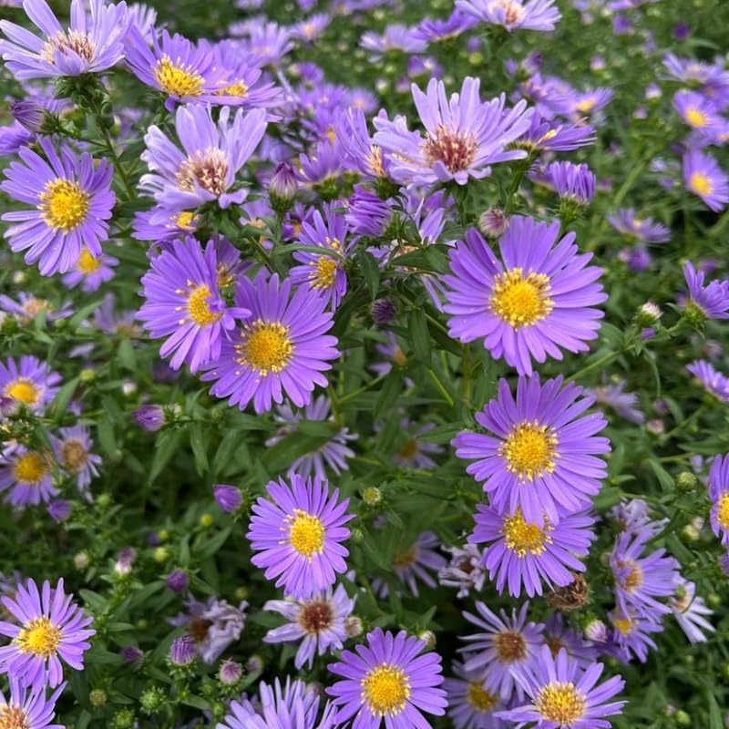 Live Aster Plant for Planting, Vibrant Purple Blooms 4-9 Inch Tall, Hardy and Perennial Aster, Ideal for Container and Outdoor Growing