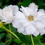 White Climbing Rose Live Plant, 6 Months Old Starter, Fragrant Purple Climbing Roses for Planting Outdoor, No Pot