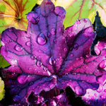 Set 3 Purple Heuchera Plants Live, Coral Bells Purple Heuchera Shrubs Bushes Live Planting for Gardening, Perennial Heuchera Live Plants, 3 to 6 Inc Tall