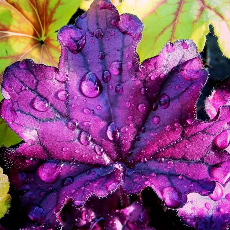 Set 3 Purple Heuchera Plants Live, Coral Bells Purple Heuchera Shrubs Bushes Live Planting for Gardening, Perennial Heuchera Live Plants, 3 to 6 Inc Tall