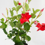 Mandevilla Vine Plants Mandevilla Plant Live, 5 to 7'' Tall Seedling, Annual Flowering Mandevilla Live Plant Outdoor Growing