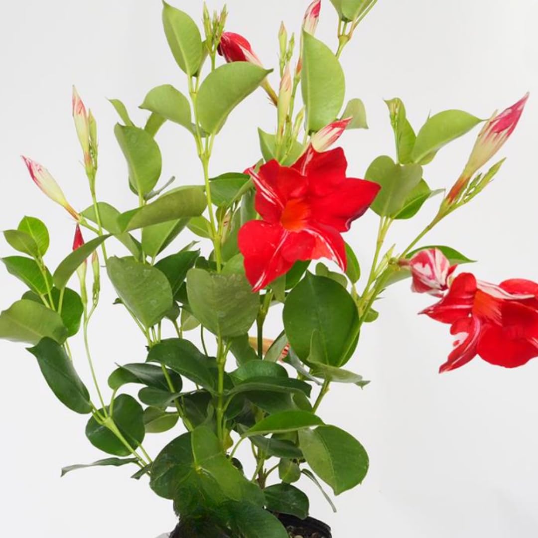 Mandevilla Vine Plants Mandevilla Plant Live, 5 to 7'' Tall Seedling, Annual Flowering Mandevilla Live Plant Outdoor Growing