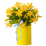 Christmas Cactus Plant Live, Starter Holiday Thanksgiving Cactus Plant for Indoor Outdoor Houseplants, Fasle Easter Cactus Plants Like, Cold Hardy, 5-9" in Tall (Yellow)