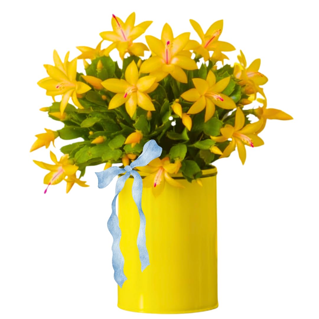 Christmas Cactus Plant Live, Starter Holiday Thanksgiving Cactus Plant for Indoor Outdoor Houseplants, Fasle Easter Cactus Plants Like, Cold Hardy, 5-9" in Tall (Yellow)