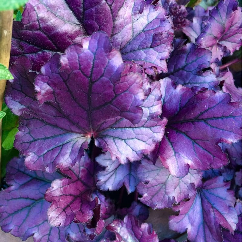 Pack 4 Live Purple Heuchera Plants, Perennial Coral Bells Purple Heuchera Shrubs Bushes Live for Planting, Heuchera Live Plants, 3 to 6 Inc Tall