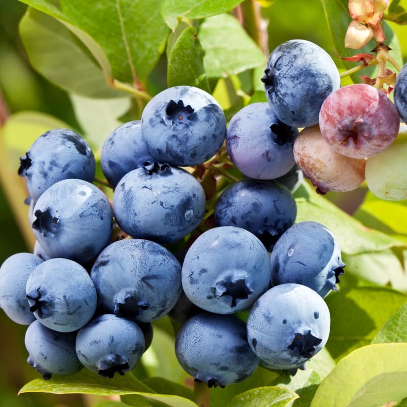 Pack 2 Blueberry Bush Live Plants, 1 Year Old, Blueberry Plants Live, Sweet Blueberries Fruit (Southern Highbush Blueberry)