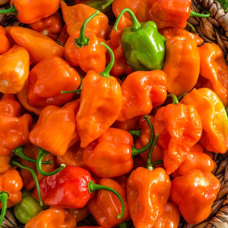 Pack 2 Yellow Orange Habanero Pepper Plants Live, Hot Habanero Pepper Plants 80 Days Old Plants for Planting