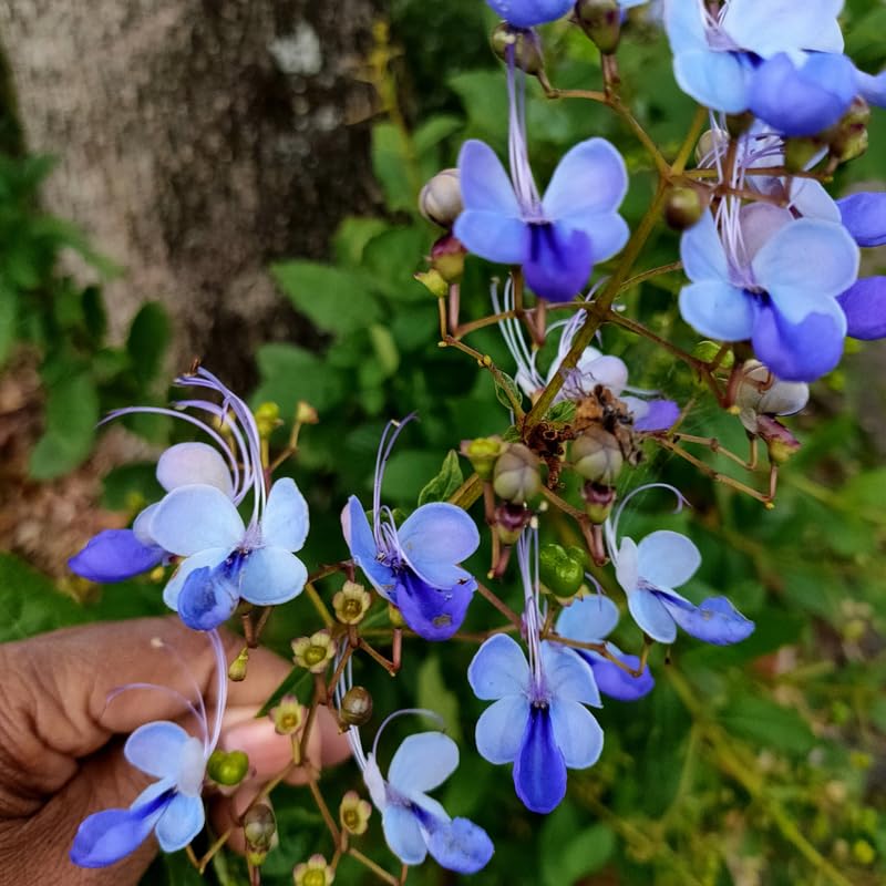 Set 2 Clerodendrum Blue Butterfly Live Plants Starter 5-8 Inches