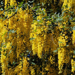 Golden Chain Tree, 20-24 Inch Tall Yellow Wisteria Plants, Golden Chain Plant Bare Root Seedling
