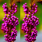 3 Shrubs Beautyberry Bush Live Plant, Purple Beautyberry Plant Tree from 5 to 10 Inches in Tall, No Pot, Well-Rooted, Hardy