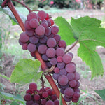 2 Red Grape Vines, 5-9 Inch Height, Cold Hardy Grape Plants Live Well-Rooted for Landscaping, Sweet Fruit Variety