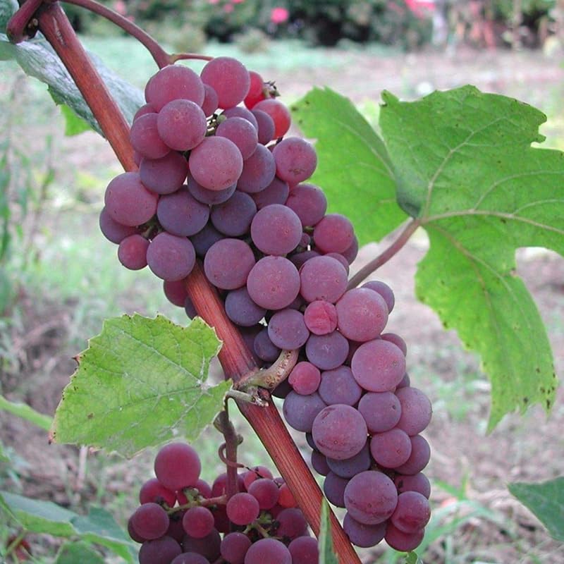 2 Red Grape Vines, 5-9 Inch Height, Cold Hardy Grape Plants Live Well-Rooted for Landscaping, Sweet Fruit Variety