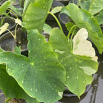 Colocasia Live Plant, 4-8'' Tall, Elephant Ear Plant, Esculenta Taro Alocasia Housplant, Indoor Outdoor Planting (Bicolor)