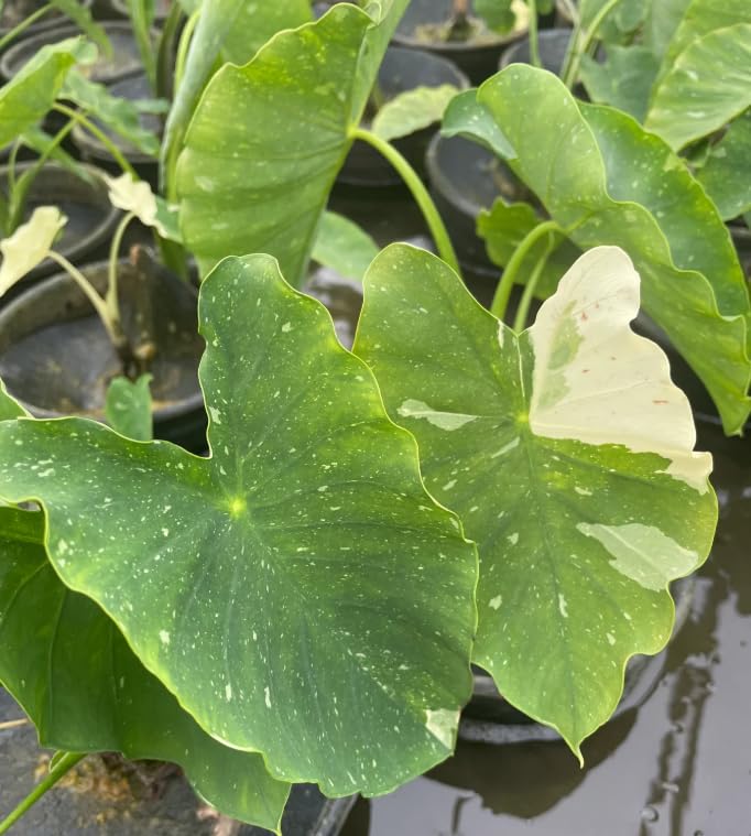 Colocasia Live Plant, 4-8'' Tall, Elephant Ear Plant, Esculenta Taro Alocasia Housplant, Indoor Outdoor Planting (Bicolor)