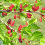 Set 2 Mulberry Trees Plants 5 to 8 Inch Height, Sweet Mulberry Plants Live for Planting, Mulberries Fruit to Grow Outdoor, No Pot (Red Mulberry)