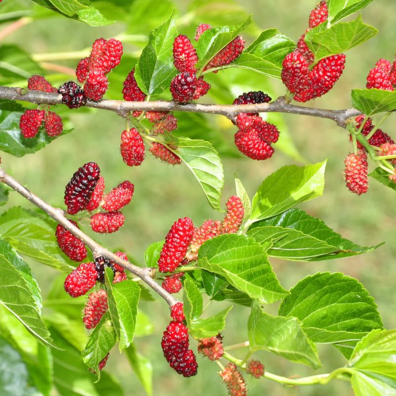 Mulberry Plant Live for Planting, 5 to 8 Inch Tall, Sweet Mulberry Tree Live Plant, Edible Mulberries Fruit Seedling for Gardneing, No Pot (Red Mulberry)