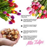 Tulip Bulbs for Planting, 20 Double Peony Tulip Bulbs Mixed Colors, Ready to Grow Perennial Tulips