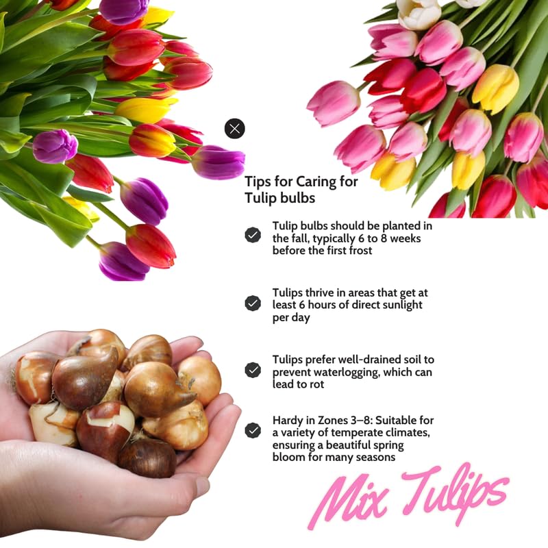 Tulip Bulbs for Planting, 20 Rembrandt Tulip Bulbs Mixed Colors, Ready to Grow Perennial Tulips