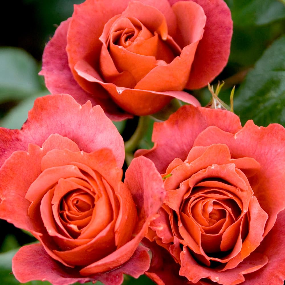 Rose Plant Live, Hybrid Tea Rose Bush Live Plant, 5-9 Inch Tall, Fragrant Flowers Shrub Ready to Plant Outdoor, No Pot, Well-Rooted (Hot Rose)