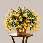 Christmas Cactus Plants Live, Thanksgiving Cactus Easter Cactus Like, 4-8 Inc Tall, Cold Hardy, Holiday Cactus for Indoor Outdoor Planting, Starter Size (Yellow)
