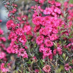 Manuka Tea Tree Live Plant, Pink Tea Tree, Compact Flowering Shrub for Outdoor Growing 4-9 Inch Tall