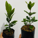 Pack 2 Sweet Bay Laurel Trees, Laurus Nobilis Plants, Bay Leaf Tree Live Plant, 4 to 9 Inches